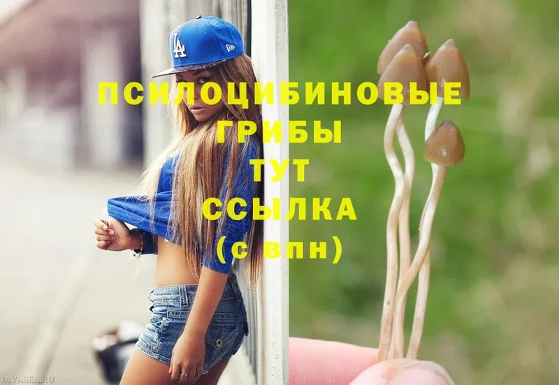 Псилоцибиновые грибы Cubensis  гидра ССЫЛКА  Починок 